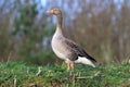 A greylag goose walking on grass Royalty Free Stock Photo