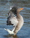 Greylag goose washing in fresh water lake. Royalty Free Stock Photo