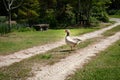 Greylag goose waterfowl crossing a rustic farm path, green grass and flowers