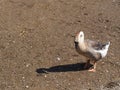 greylag goose Royalty Free Stock Photo