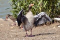 Greylag goose wings opened