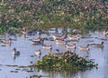 Greylag Gooses swimming in a lake