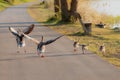 Greylag gooses teaching chicks to fly. Birds learn to fly.