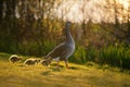 Greylag Goose with Four Goslings Royalty Free Stock Photo