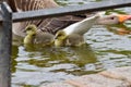 Greylag Goose and Gosling 01 Royalty Free Stock Photo