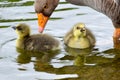 Greylag Goose and Gosling 02 Royalty Free Stock Photo