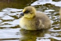 Greylag Goose and Gosling 04 Royalty Free Stock Photo