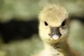 A Greylag Gosling