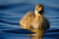 Greylag Gosling on Blue Water