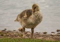 Greylag gosling Upton Warren, wildlife trust Worcestershire