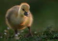 Greylag Gosling Walking on Foliage