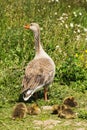 Greylag goslings with adult goose