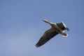 Greylag Goose Anser anser In Flight.