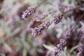 A greypurple lavender in the wild Royalty Free Stock Photo