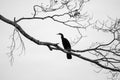 Greyscale of a black bird with a long beak sitting on a twig on a nice grey background Royalty Free Stock Photo