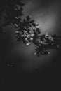 Greyscale closeup of blooming flowers on a tree branch with a blurry background Royalty Free Stock Photo