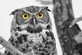 Greyscale closeup of a Great horned owl with yellow eyes on a tree branch with a blurry background Royalty Free Stock Photo