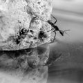 Greyscale closeup shot of ants on the rock surrounded by water under the sunlight