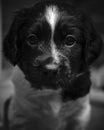 Greyscale closeup shot of a cute companion dog staring at the camera