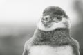 Greyscale closeup shot of a cute little penguin