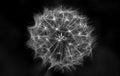 Greyscale closeup shot of a dandelion with a black background