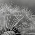 Greyscale closeup shot of a dandelion flower