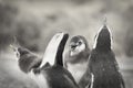 Greyscale closeup shot of a group of cute penguins