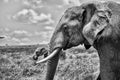 Greyscale closeup shot of the head of a cute elephant in the wilderness Royalty Free Stock Photo