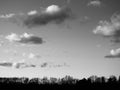 Greyscale horizontal shot of a lot of bare trees under the beautiful cloudy sky