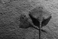 Greyscale of a Reticulate whipray fish in Genoa, Italy. Royalty Free Stock Photo