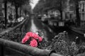 Greyscale selective focus of flowers over a canal in Amsterdam, the Netherlands Royalty Free Stock Photo