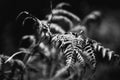Greyscale selective focus shot of the leaves of a plant with blurred background Royalty Free Stock Photo