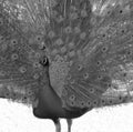 Greyscale shot of a beautiful peacock with an open tail Royalty Free Stock Photo
