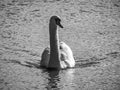 Greyscale shot of a beautiful white swan swimming in the lake Royalty Free Stock Photo