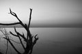 Greyscale shot of a bold tree and a sea in the background