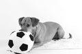 Greyscale shot of a companion dog lying on a fluffy carpet with a toy soccer ball