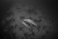 Greyscale shot of a couple of dolphins in the sea