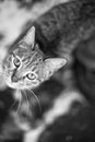 Greyscale shot of a cute cat with an intense stare