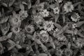 Greyscale shot of cute Common Daisies in the middle of the field Royalty Free Stock Photo
