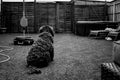 Greyscale shot of a cute fluffy dog sitting in a wooden leisure room with its back to the camera