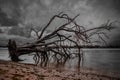 Greyscale shot of a dead broken tree at the beach