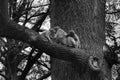 Greyscale shot of a family of monkeys on a tree