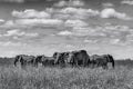 Greyscale shot of a group of elephants walking on the dry grass in the wilderness Royalty Free Stock Photo