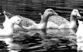 Greyscale shot of a group of geese swimming in a pond
