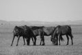 Greyscale shot of a group of horses grazing in grassland in Inner Mongolia Royalty Free Stock Photo