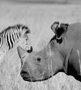 Greyscale shot of the head of a rhino and a zebra Royalty Free Stock Photo