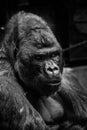 Greyscale shot of an old gorilla Royalty Free Stock Photo