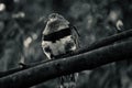 Greyscale shot of a Resplendent quetzal bird