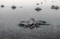 Greyscale shot of the roots of old trees on the frozen ground Royalty Free Stock Photo