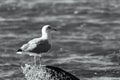 Greyscale shot of a seagull on a rock against a backdrop of choppy waves